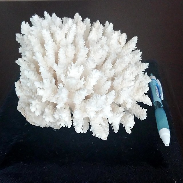 白珊瑚 置物 特注専用ガラスケース付きの通販 by ターボー's shop｜ラクマ