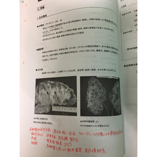 北大まとめ(令和元年度) CBT対策などにもどうぞの通販 by えみ's shop