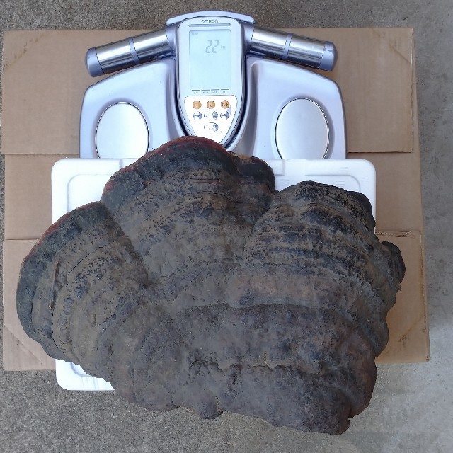 観賞用 さるのこしかけ 2.2キロ 白山 天然物 万年茸 サルノコシカケ 霊