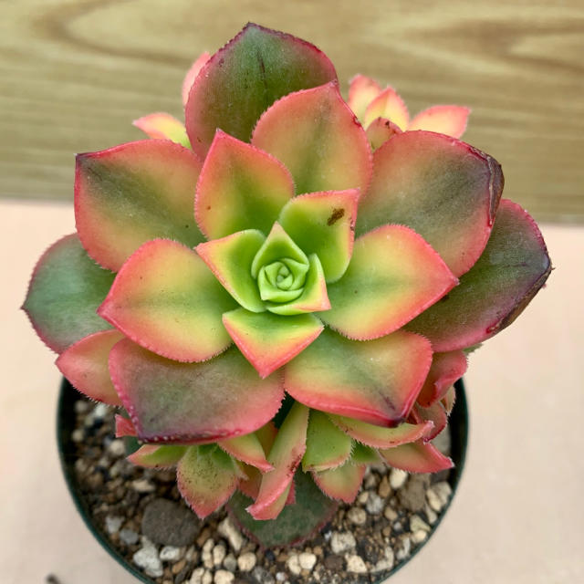 R8 アエオニウム キウイ(夕映え) 紅葉中の通販 by kum's shop｜ラクマ