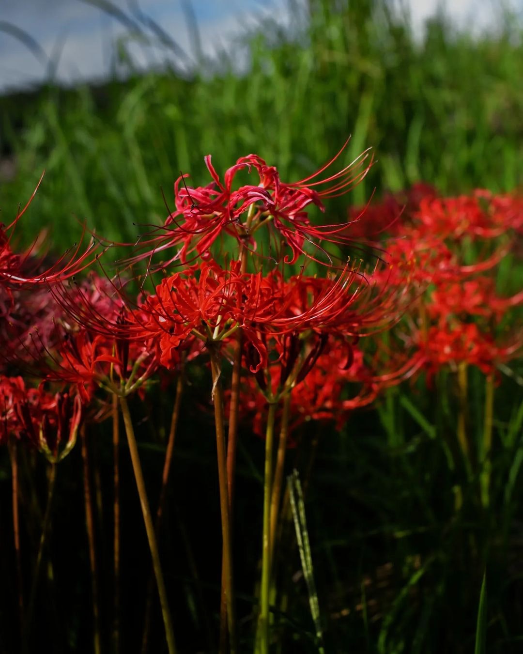 SIGMA 50mm F1.4 DG HSM｜Art [ニコン用]を徹底解説。作例からレビュー