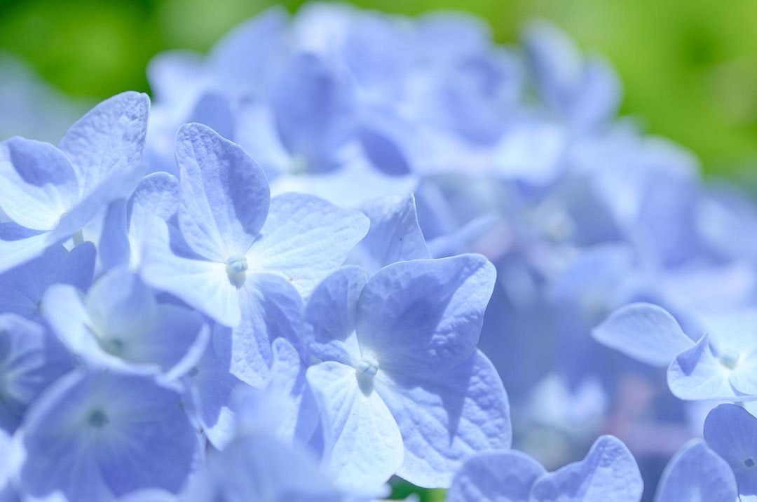 Nikon AF-S DX Micro NIKKOR 40mm f/2.8Gを徹底解説。作例からレビュー