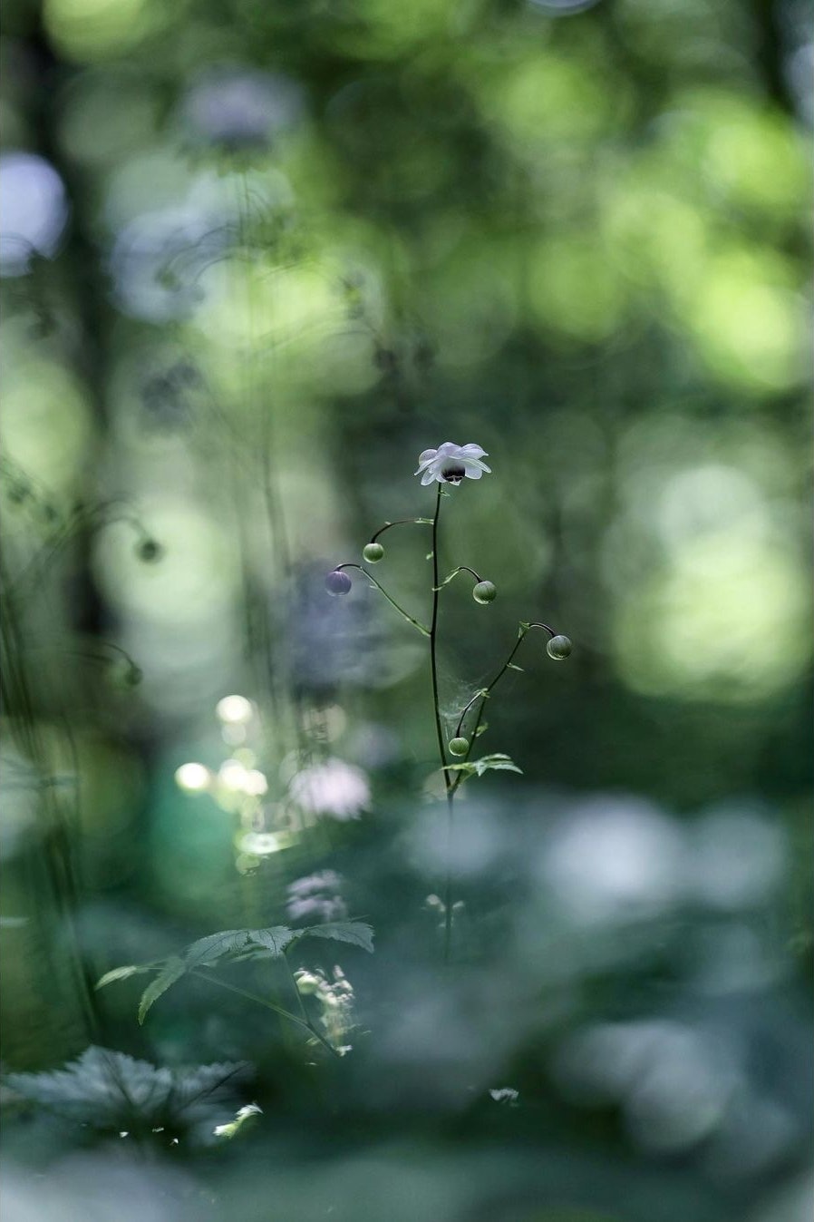 SIGMA 135mm F1.8 DG HSM｜Art [キヤノン用]を徹底解説。作例から