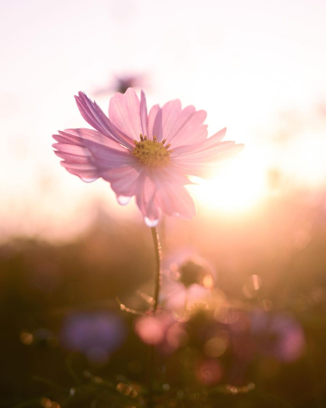 Nikon AF-S DX Micro NIKKOR 40mm f/2.8Gを徹底解説。作例からレビュー