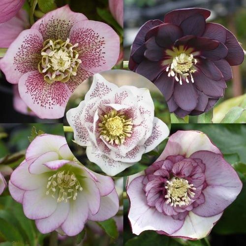 16日まで クリスマスローズ ダーク系 セミダブル 7寸 お値下げ可能