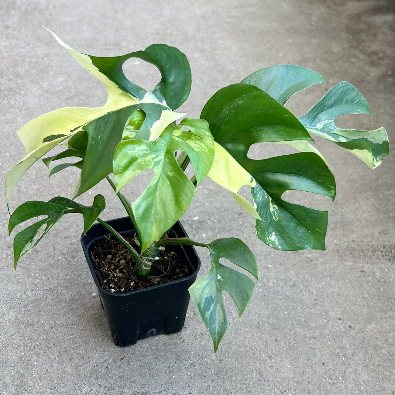 一点もの】ラフィドフォラ テトラスペルマ バリエガータ 3号