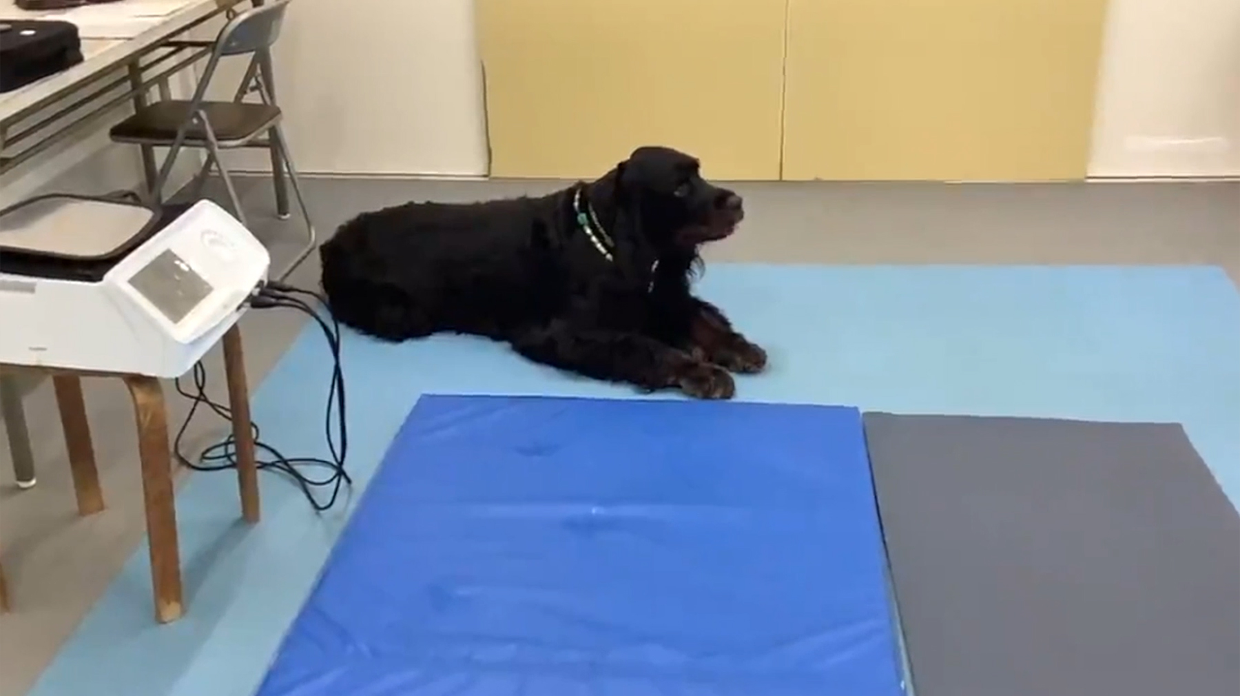 DOG&CAT | INDIBA JAPAN - インディバ・ジャパン