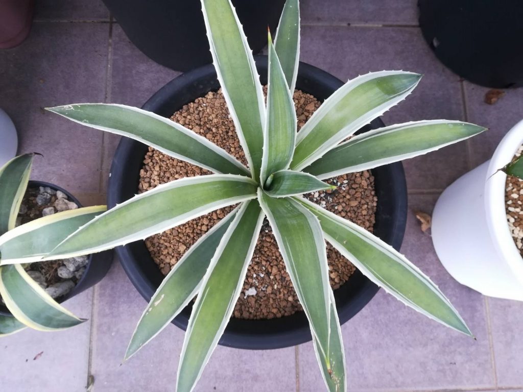 アガベ・アングスティフォリア