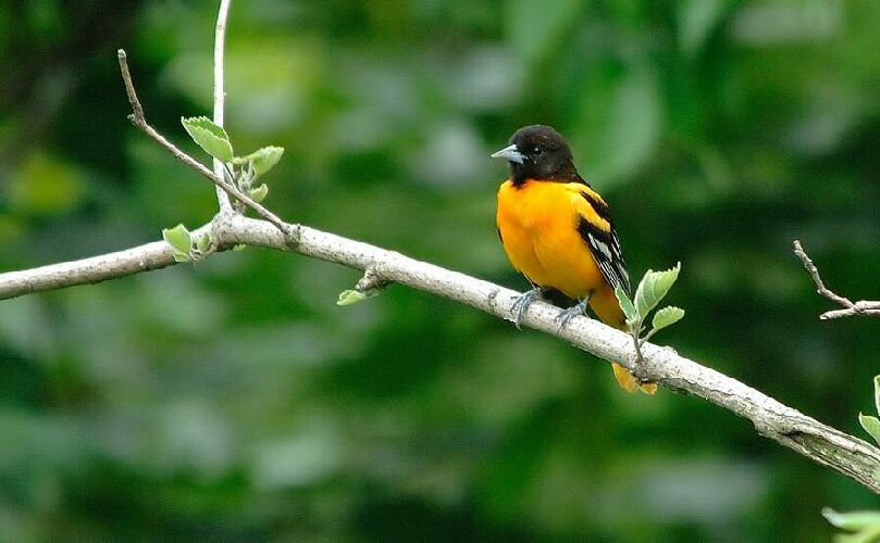 ボルティモアムクドリモドキ （ボルティモア椋鳥擬）