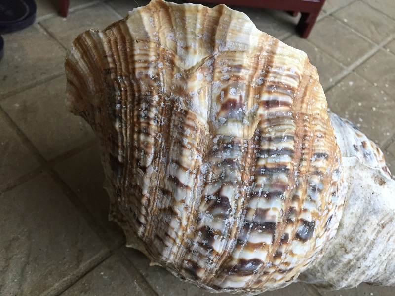 巨大な法螺貝（ホラ貝）の研磨と激臭との奮闘記 | 石垣・遊び