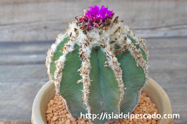 isla del pescado - Aztekium hintonii-アズテキウム・ヒントニー