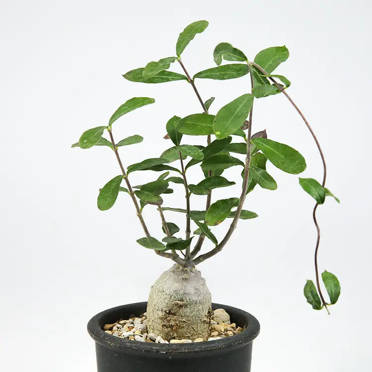 フォッケア 火星人（エデュリス）の育て方