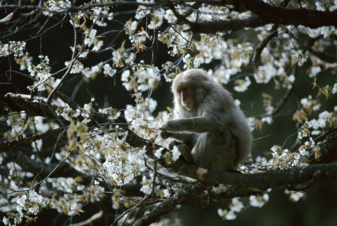 動物写真家 岩合光昭 オフィシャルサイト | 写真集「スノーモンキー
