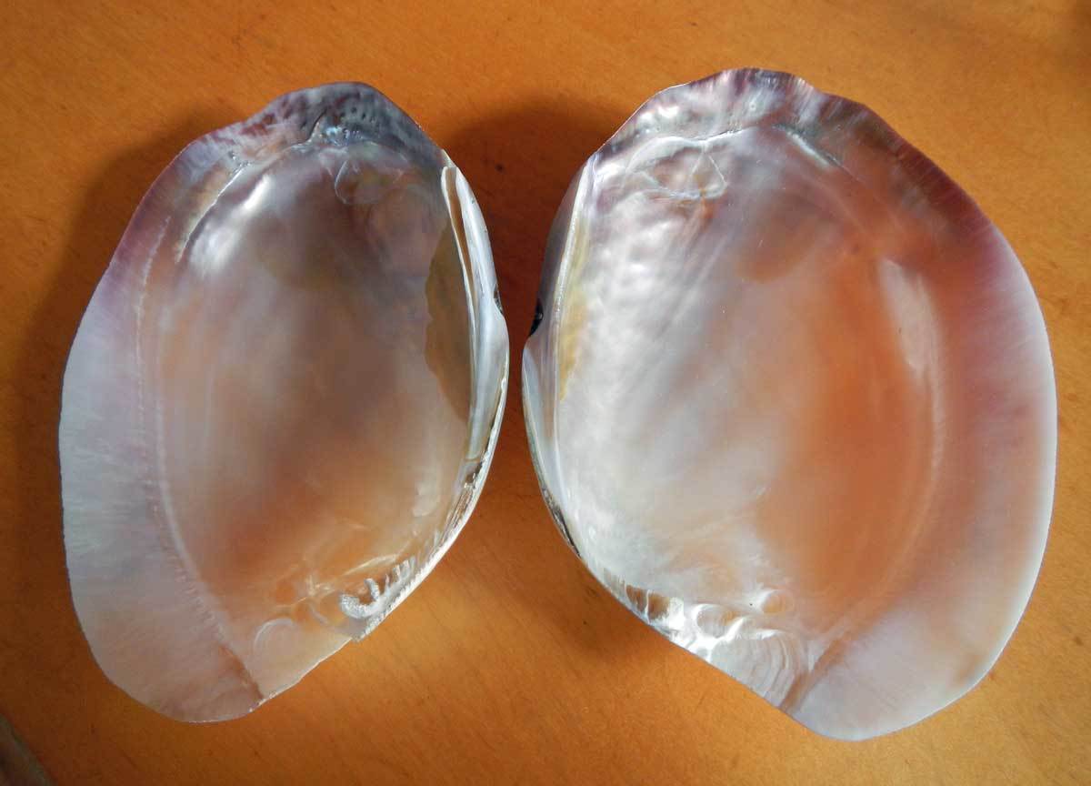 イケチョウガイ: 水辺の憩