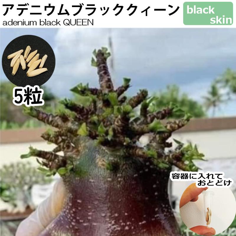 アデニウム ドワーフ 種子 5粒 BLACK QUEEN ブラックスキン 塊根植物