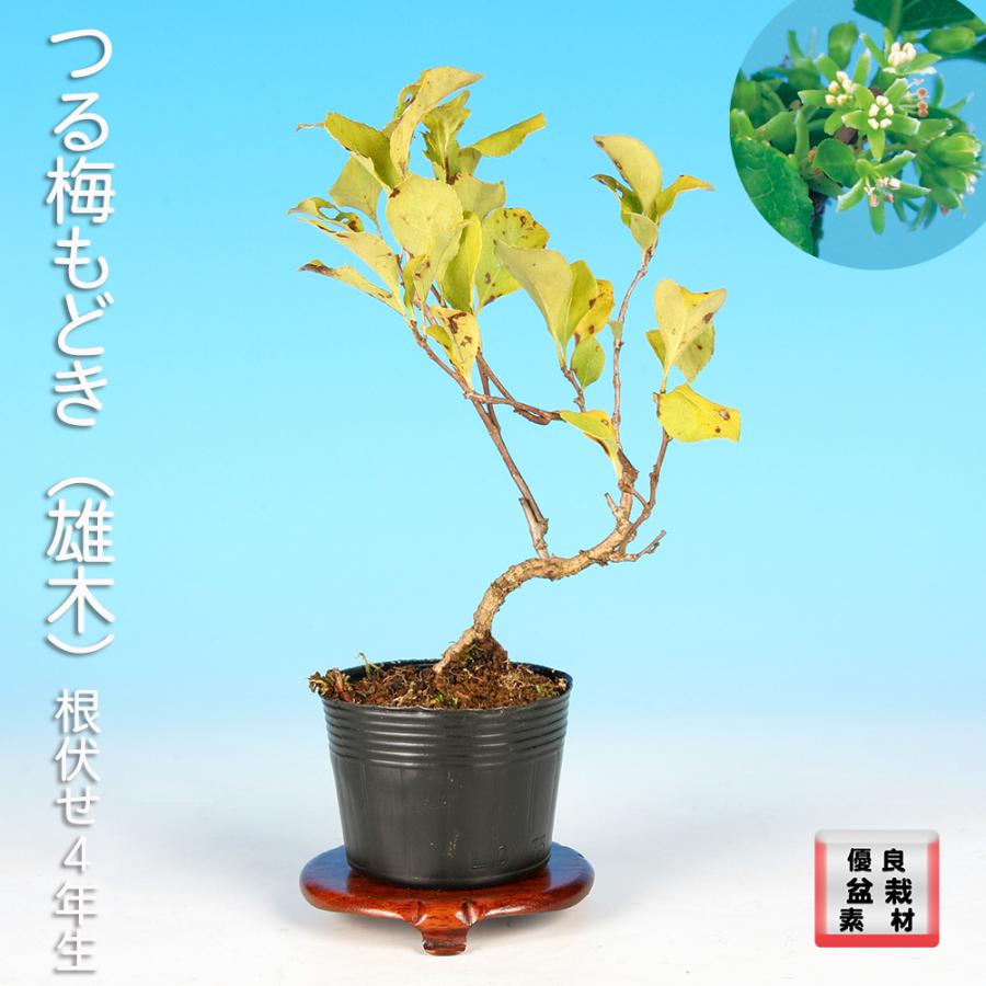 盆栽 つる梅もどき 雄木 ツルウメモドキ 蔓梅擬 小品盆栽 ミニ盆栽