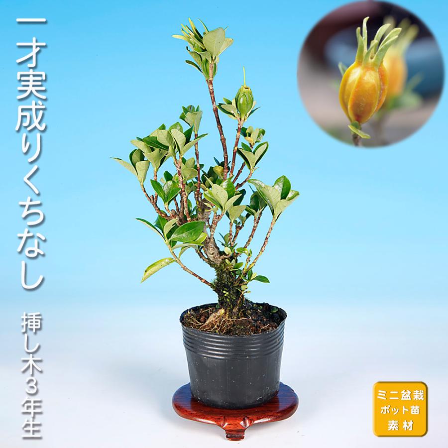 盆栽 一才実成りくちなし クチナシ 梔子 挿し木3年生 細い葉 枝が