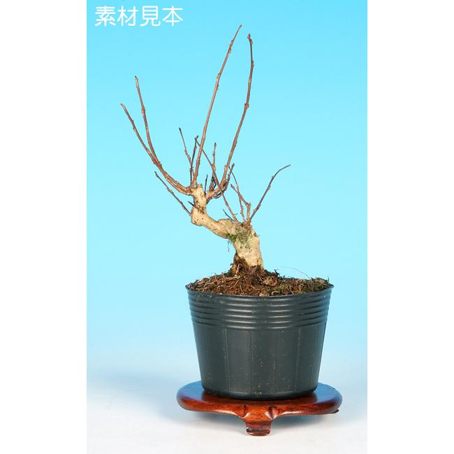 盆栽 ミニ盆栽 「百日紅（なごり雪）」 サルスベリ さるすべり 花物