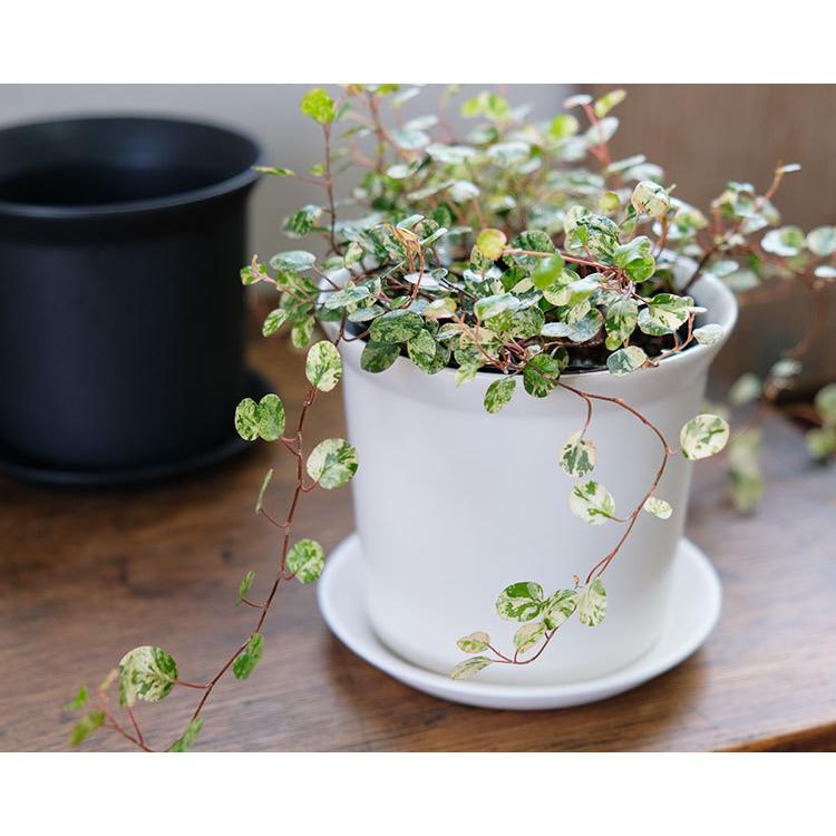 陶器鉢 ぜぜ10 受皿付 セラミック鉢 シンプル 植木鉢 径10cm 高9cm 底