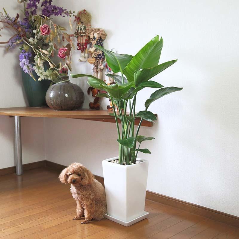 ストレリチア・オーガスタ 8号 「3株植え」 ホワイトスクエア陶器鉢