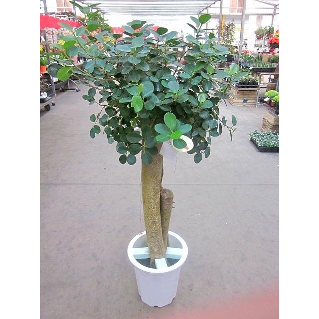 パンダガジュマル 10号 希少種 観葉植物 鉢植え 販売 苗 苗木 送料無料