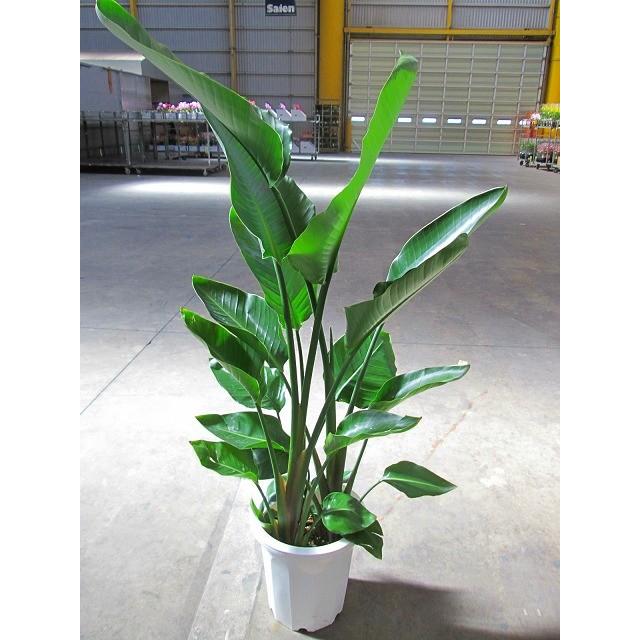 ストレリチア オーガスタ 10号 観葉植物 鉢植え 苗 リゾート 南国