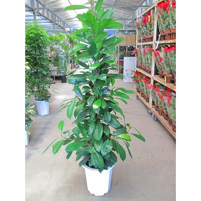 フィカス キアティスティプラ 10号 ゴムの木 キャティス・ティプラ