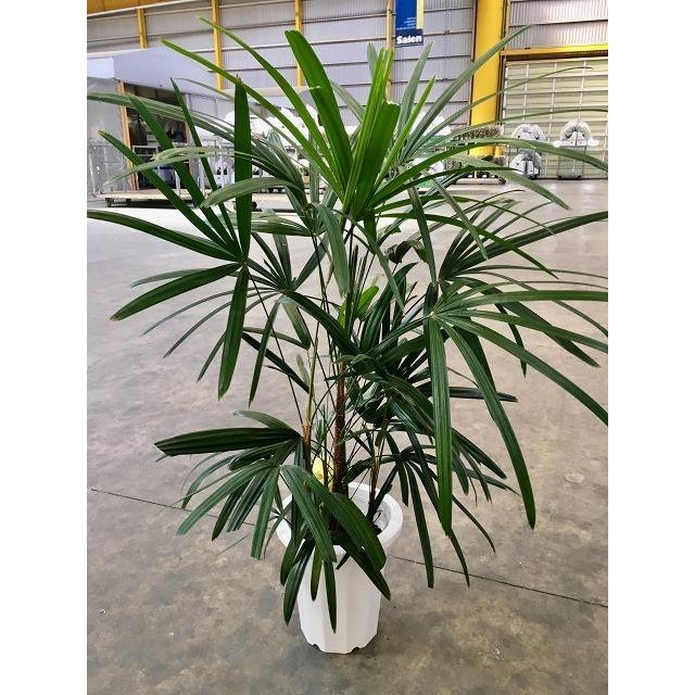 シュロチク 8号 シュロ竹 観葉植物 棕櫚竹 鉢植え 販売 苗 苗木 送料