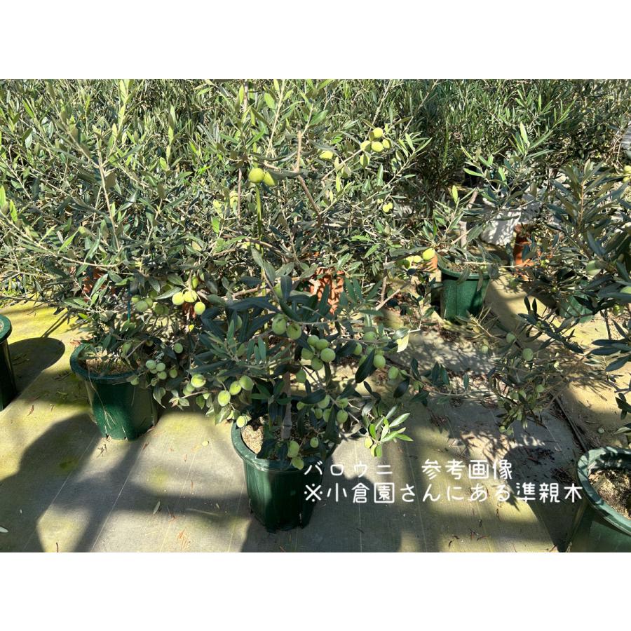 小倉園 オリーブ・バロウニ 10号鉢 オリーブの木 鉢植え 庭木 希少