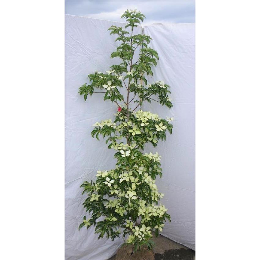 常緑ヤマボウシ 月光 約1.7m 大株苗木 お買得なおまかせ株 ホンコン