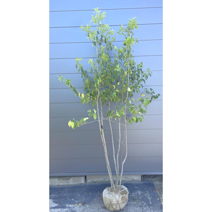 ソヨゴの木 5本株立ち 約2m 現品発送 豪華株 特大株 植木苗木 赤い