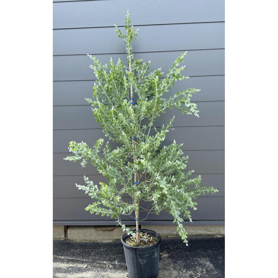 鉢植えパールアカシア 約1.8m 現品発送 イエロースパーク 特大植木