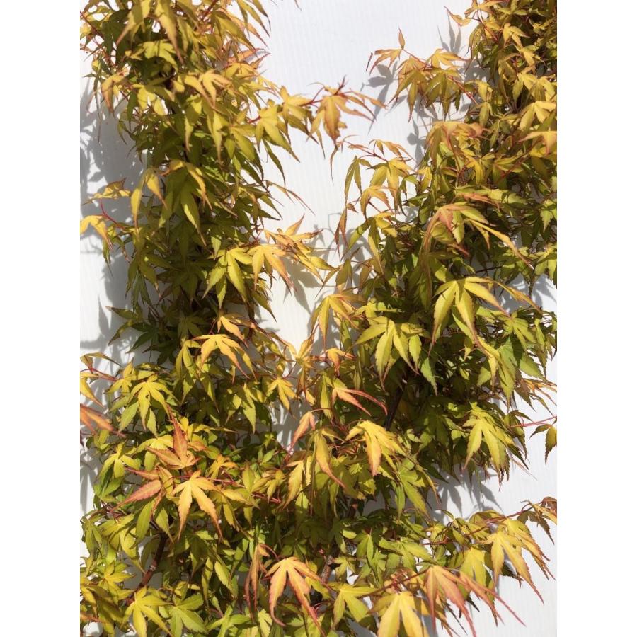 桂モミジ カツラモミジ 約2.1m 現品発送 大株植木苗木 桂紅葉