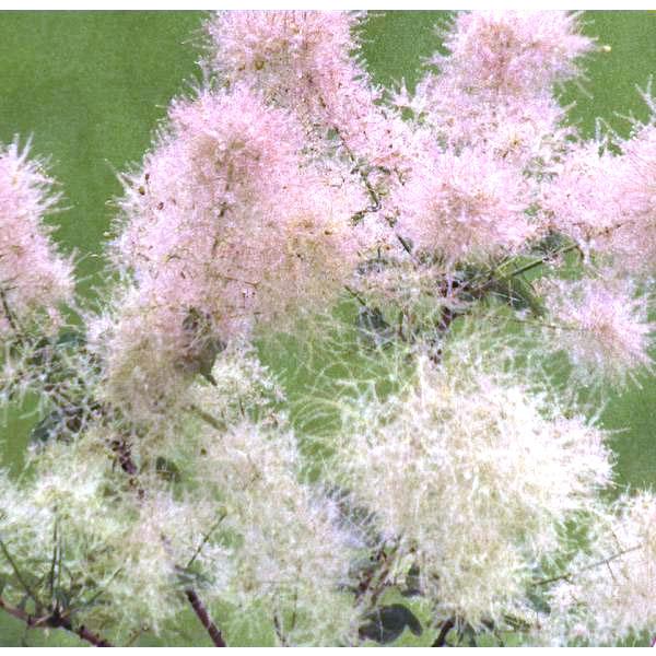 花木 庭木の苗 スモークツリー スノーパフ5号ポット : 園芸ネット