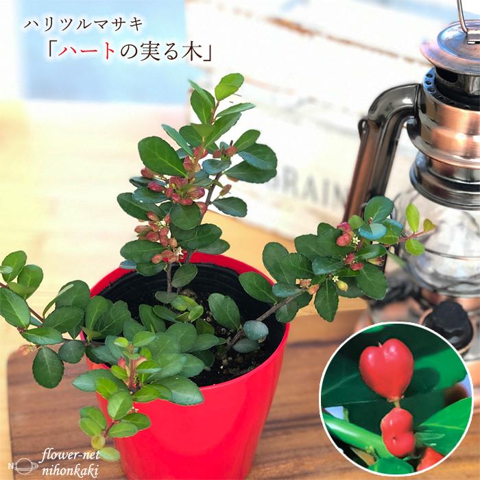 日本花キ流通 ハートが実る木 3号鉢 登録品種 ハートの実 ハリ