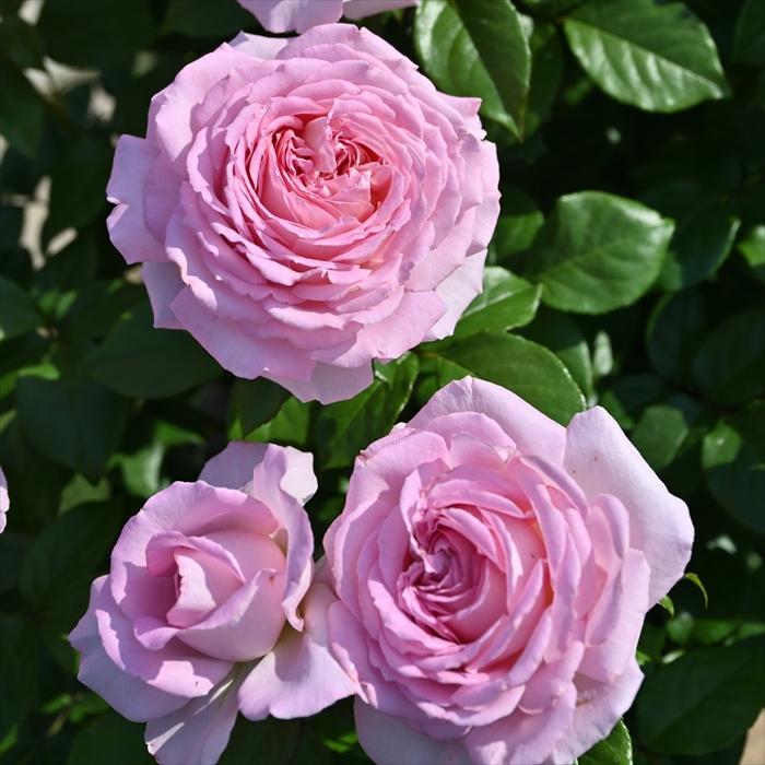 予約販売 バラ 苗 新苗 デルバール アロームディヴァン 品種登録出願中