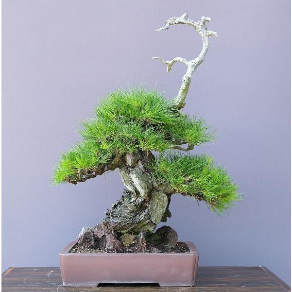 株）一樹園 山採り岩石性赤松 中品盆栽／樹齢300年 : 一樹園 - 通販
