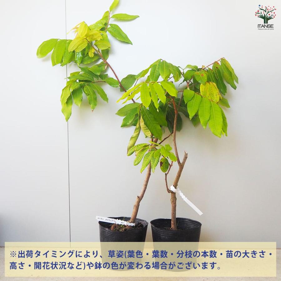 ロンガン(竜眼・リュウガン)の苗木 大鵜円龍眼(タイウェンリュウガン