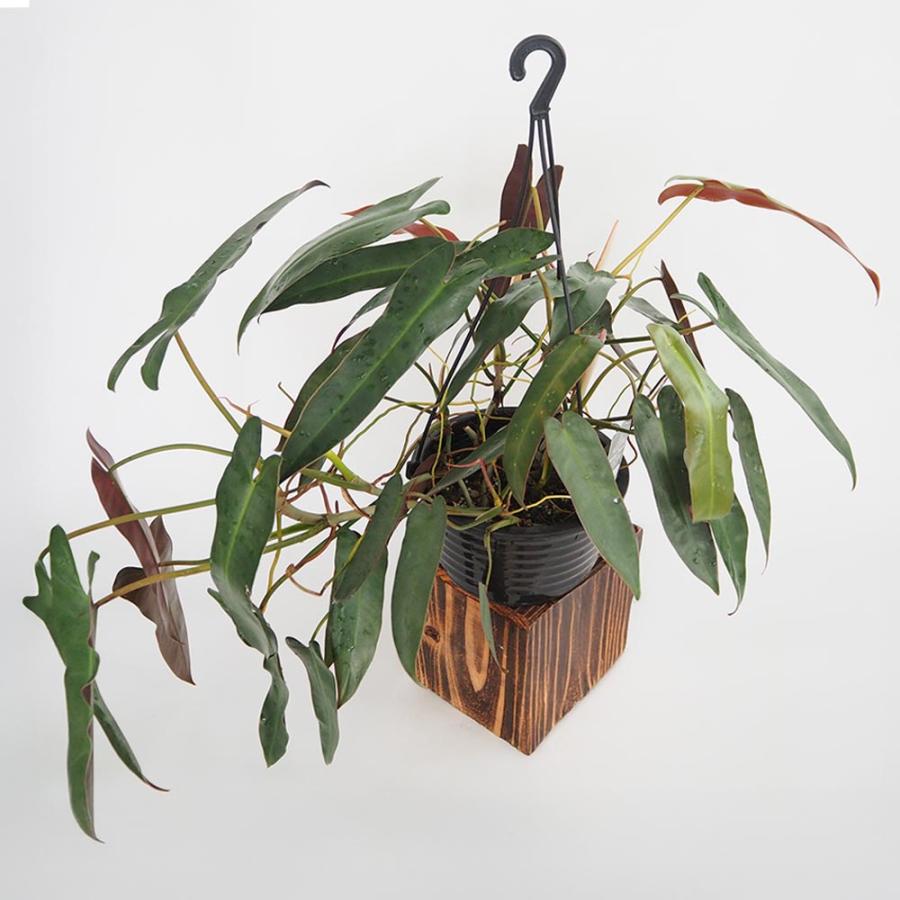 フィロデンドロン アタバポエンセ 【観葉植物 6号／1個売り