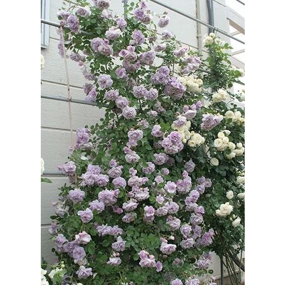 レイニーブルー(バラ苗:つるバラ) 大苗 《農林水産省 登録品種》PVP