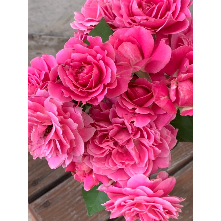 雨ニモマケズ・リバーシブル・ピンク（バラ苗：禅ローズ）大苗 《契約