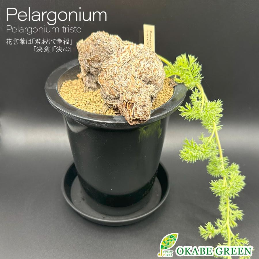 観葉植物 おしゃれ 希少品種 ペラルゴニウム トリステ 現品 4号 黒プラ