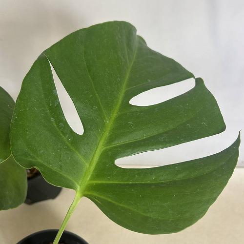 モンステラ シエラナ 5号(個体おまかせ1鉢) レア 希少種 珍しい 観葉