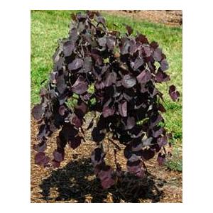 アメリカハナズオウ ルビーフォールズ ＊出荷までに2週間程度かかる