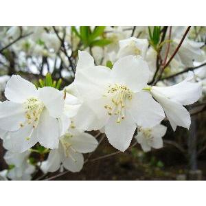 シロヤシオツツジ（白八汐ツツジ） （7寸鉢植え） : 日本花卉ガーデン