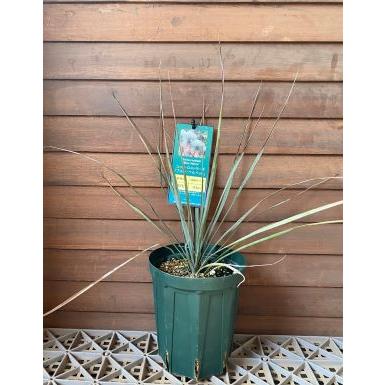 ユッカ ロストラータ ブルーベルベット （5寸鉢植え） : 日本花卉