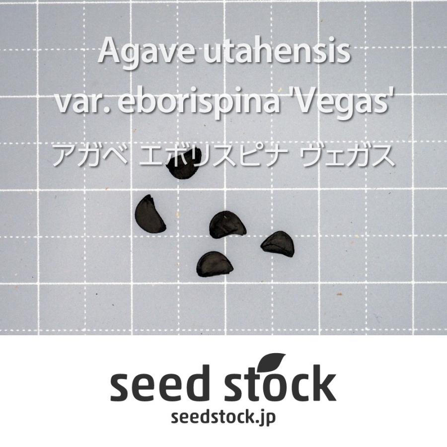 アガベの種子 エボリスピナ ヴェガス Agave utahensis var. eborispina