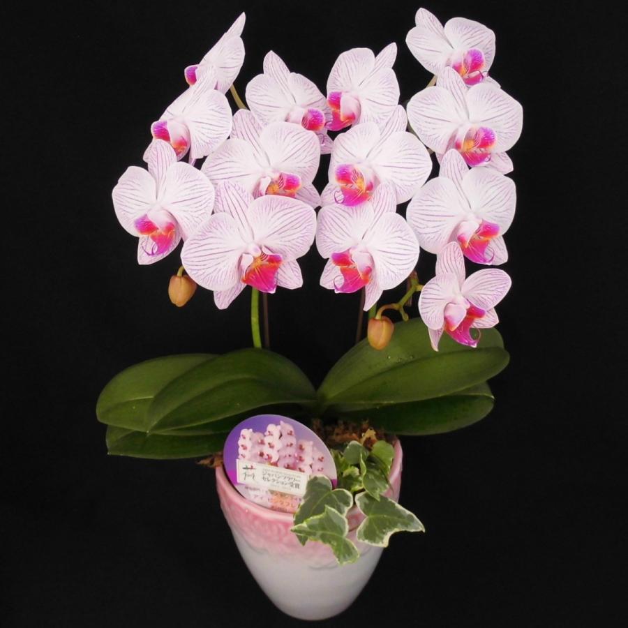 胡蝶蘭 コチョウラン 【ピンクフレアー】 5号鉢 2本立ち ラッピング