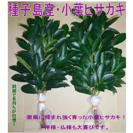 ヒサカキ種子島産小葉ひさかき 規格30cm・1対（2束）送料無料