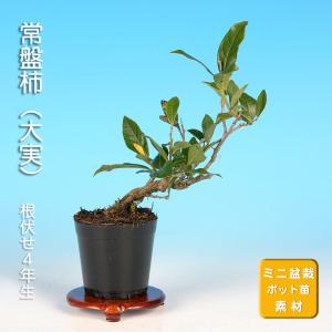 盆栽 老爺柿 雄木 ロウヤガキ ローヤ柿 小品盆栽 ミニ盆栽 盆栽素材